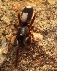 Diaphorocellus biplagiatus