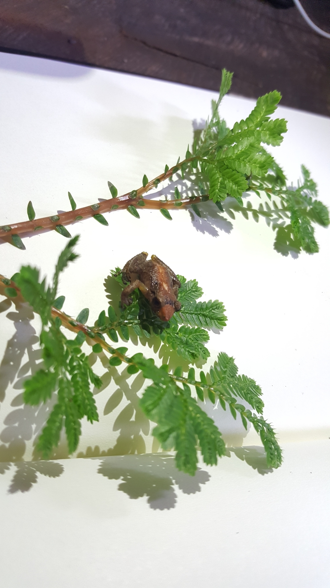 Urbina Robber Frog photo 2