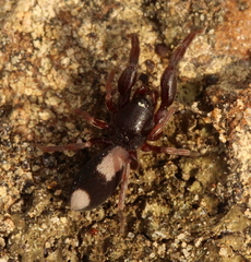 Diaphorocellus biplagiatus