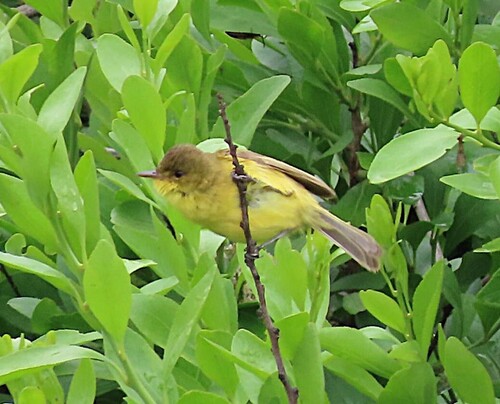 African Yellow Warbler (Iduna natalensis), photo 3