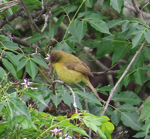 African Yellow Warbler (Iduna natalensis), photo 4