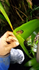 Pristimantis marcoreyesi