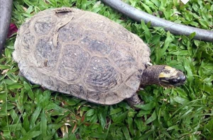 Tortuga sabanera de Maracaibo (Vertebrados con Caparazón presentes en ...