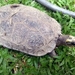 Maracaibo Wood Turtle - Photo (c) @malundoodle, some rights reserved (CC BY-NC), uploaded by @malundoodle