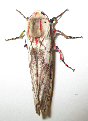 Teracotona rhodophaea (Walker, 1864)