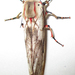 Teracotona rhodophaea - Photo (c) Botswanabugs, algunos derechos reservados (CC BY-NC), subido por Botswanabugs