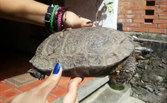 Maracaibo Wood Turtle photo 3