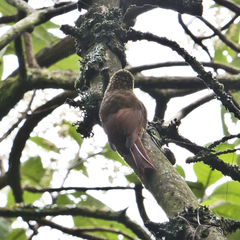 Lepidocolaptes affinis