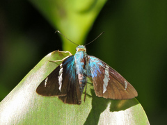 Astraptes fulgerator azul