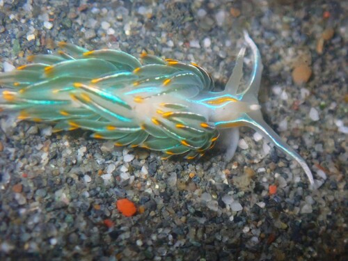 Horned Nudibranch, Humboldt County, CA, USA, photo 7 of 10