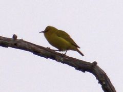 Chlorodrepanis virens virens