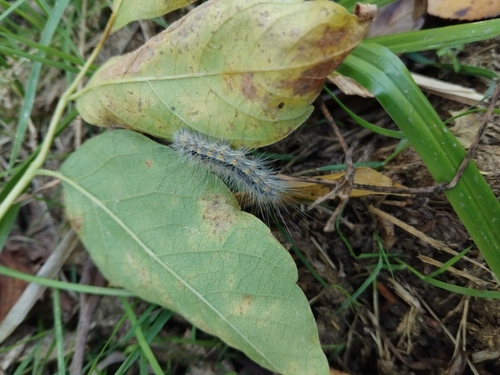 Fall Webworm Moth