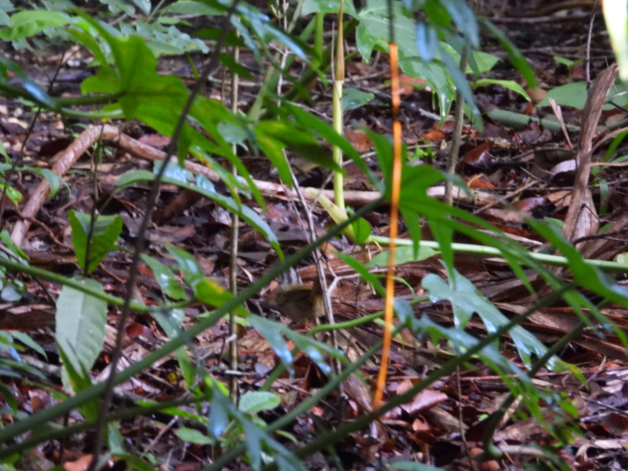 Green-backed Sparrow (Arremonops chloronotus), photo 3