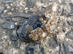 Mytilus edulis