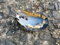 Mytilus edulis
