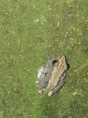 Pristimantis brevicrus