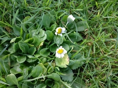 Bellis perennis