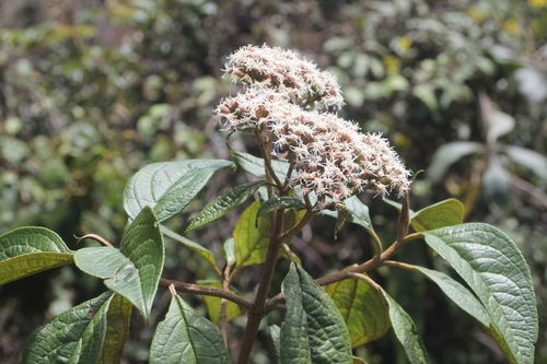 Grosvenoria rimbachii