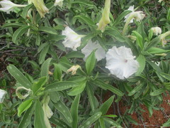 Ipomoea adenioides