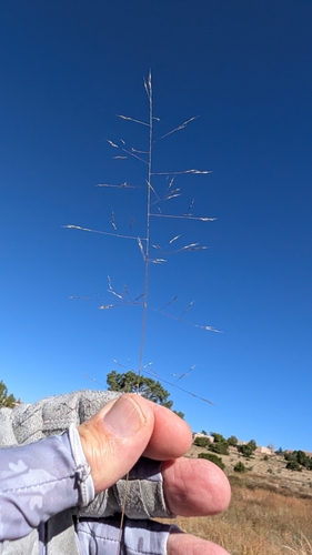 Ring Muhly (Muhlenbergia torreyi)