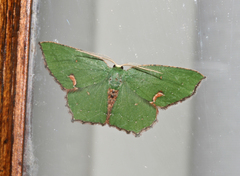 Lasiochlora diducta