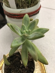 Graptopetalum