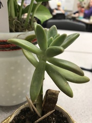 Graptopetalum
