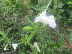 Ipomoea adenioides