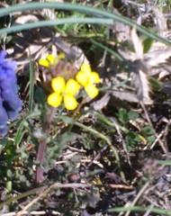 Erysimum cuspidatum