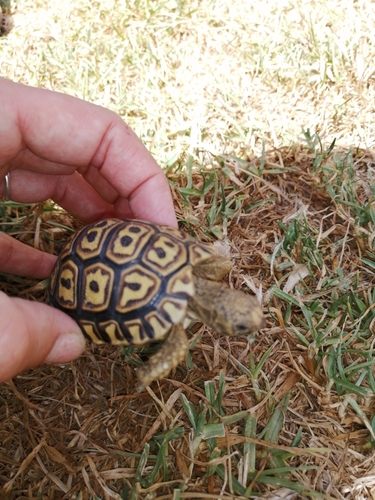 Leopard Tortoise