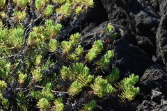 Darwiniothamnus tenuifolius