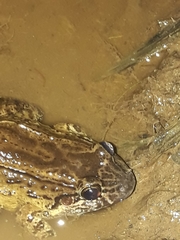 Leptodactylus ventrimaculatus