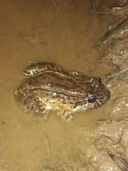 Leptodactylus ventrimaculatus