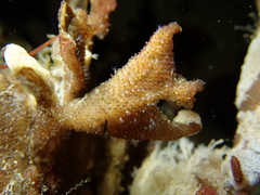 Pherusella brevituba