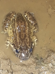 Leptodactylus ventrimaculatus