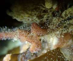 Pherusella brevituba