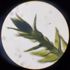 Hygroamblystegium humile