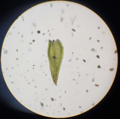 Hygroamblystegium humile