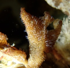 Pherusella brevituba