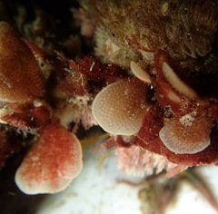 Pherusella brevituba