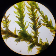 Hygroamblystegium humile