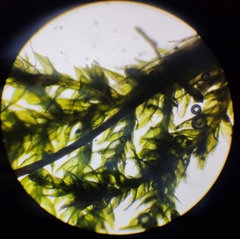 Hygroamblystegium humile