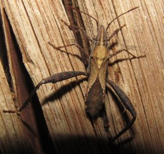 Nariscus cinctiventris