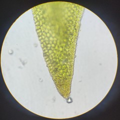 Hygroamblystegium humile