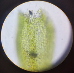 Hygroamblystegium humile