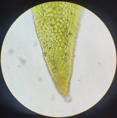 Hygroamblystegium humile