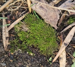 Hygroamblystegium humile