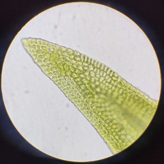 Hygroamblystegium humile