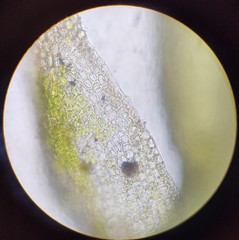 Hygroamblystegium humile