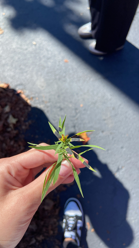 Unknown species found near Hocking County, US-OH, US